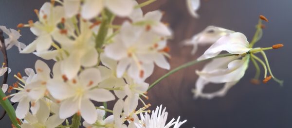 Pure White - Afbeelding 4